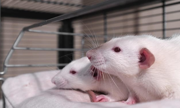 The Rat Park Study: What It Teaches Us About Addiction and What That Means for You 