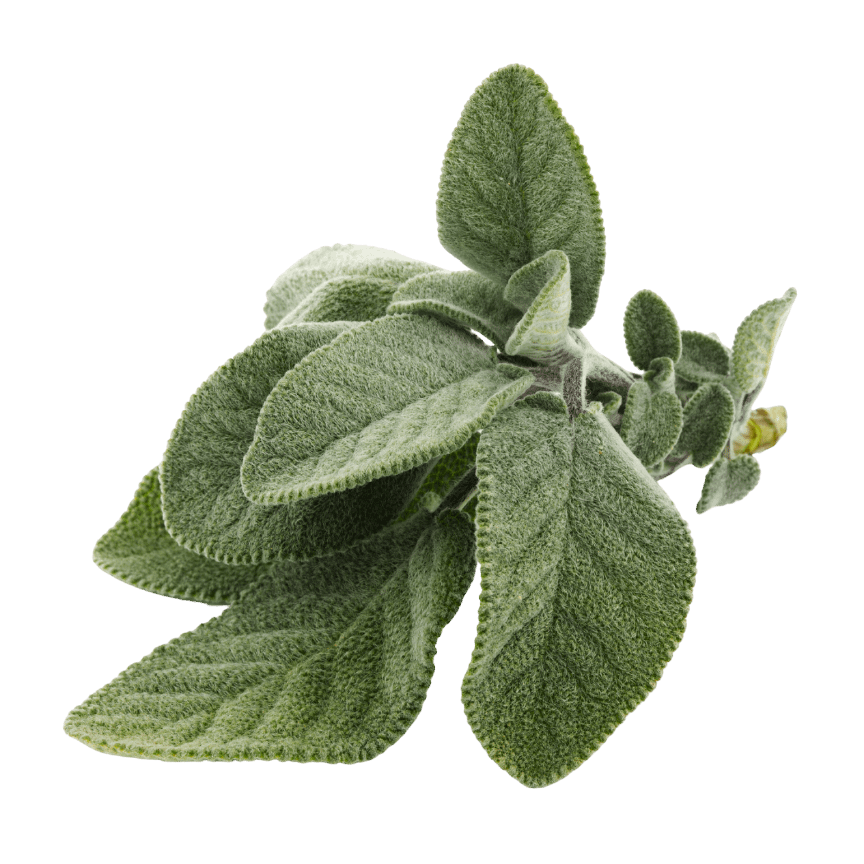 sage1