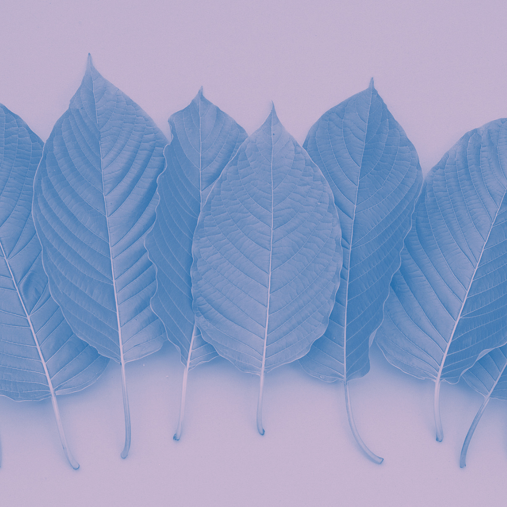 Comprehensive Guide To Navigating Kratom Withdrawal 4 A Line Of Leaves From The Kratom Plant