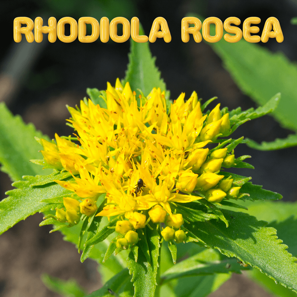 Herbs For Addiction: Natural Solutions For A Healthier Life 14 Rhodiola Rosea