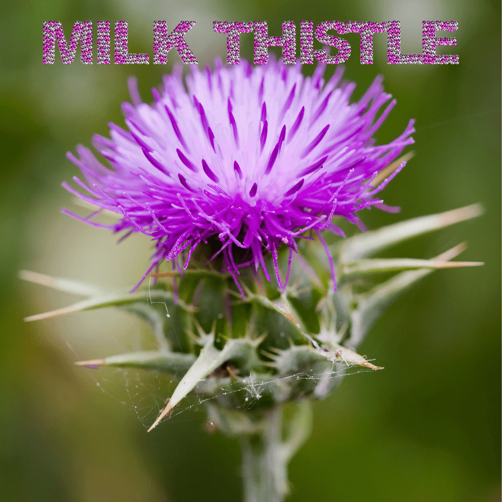 Herbs For Addiction: Natural Solutions For A Healthier Life 17 Milk Thistle