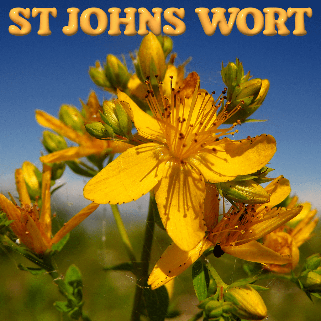 Herbs For Addiction: Natural Solutions For A Healthier Life 20 St Johns Wort