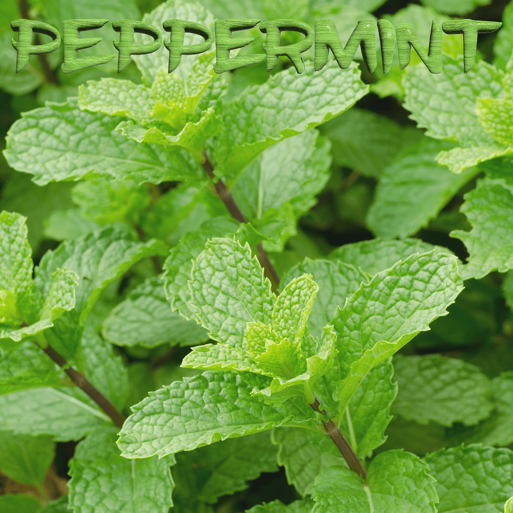 Herbs For Addiction: Natural Solutions For A Healthier Life 24 Peppermint