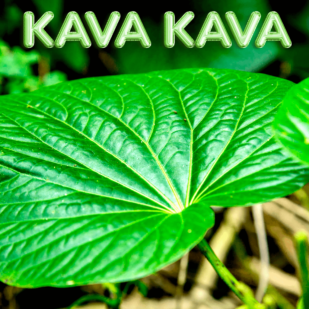 Herbs For Addiction: Natural Solutions For A Healthier Life 2 Kava Kava Herb