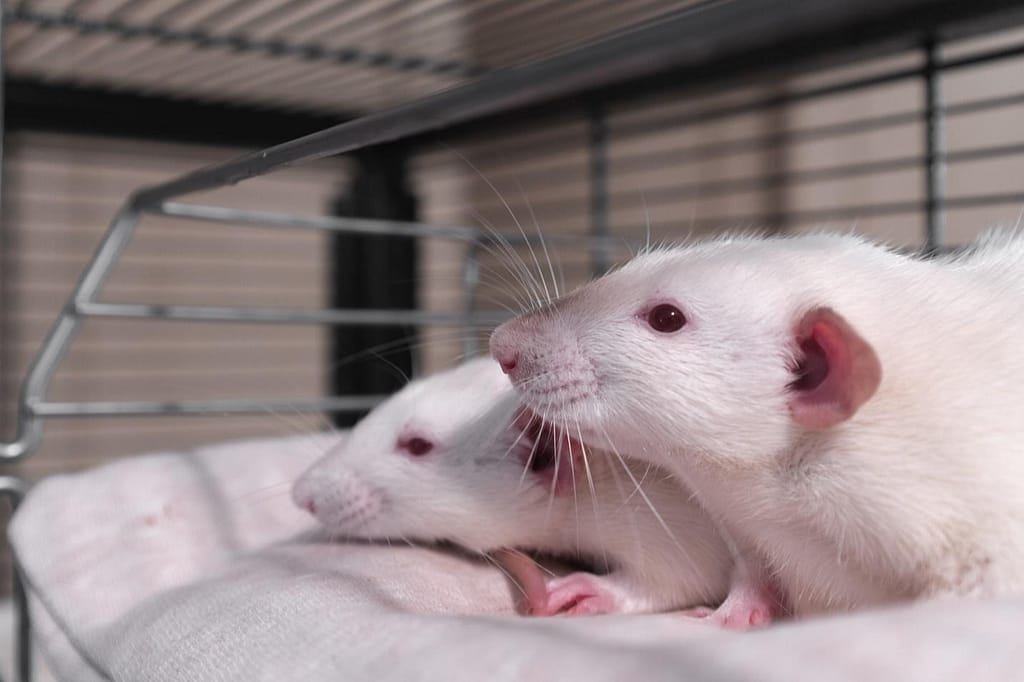 2 Rats In Cage Rat Park Study And Opioid Addiction