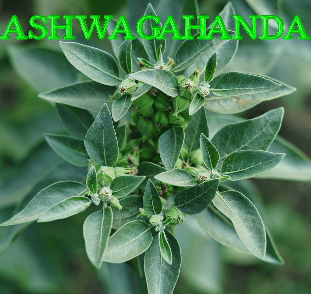 Herbs For Addiction: Natural Solutions For A Healthier Life 28 Ashwagandha