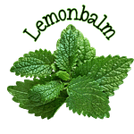 The Herbal Fix 11 Lemonbalm