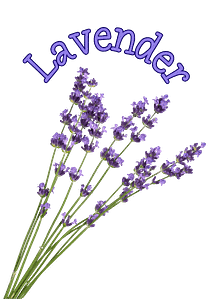 Lavender Lavender Herb