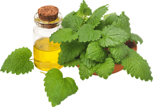 The Herbal Fix 15 Lemon Balm