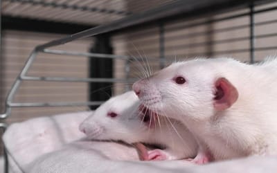 The Meditation Misfits 1 The Rat Park Study: What It Teaches Us About Addiction And What That Means For You