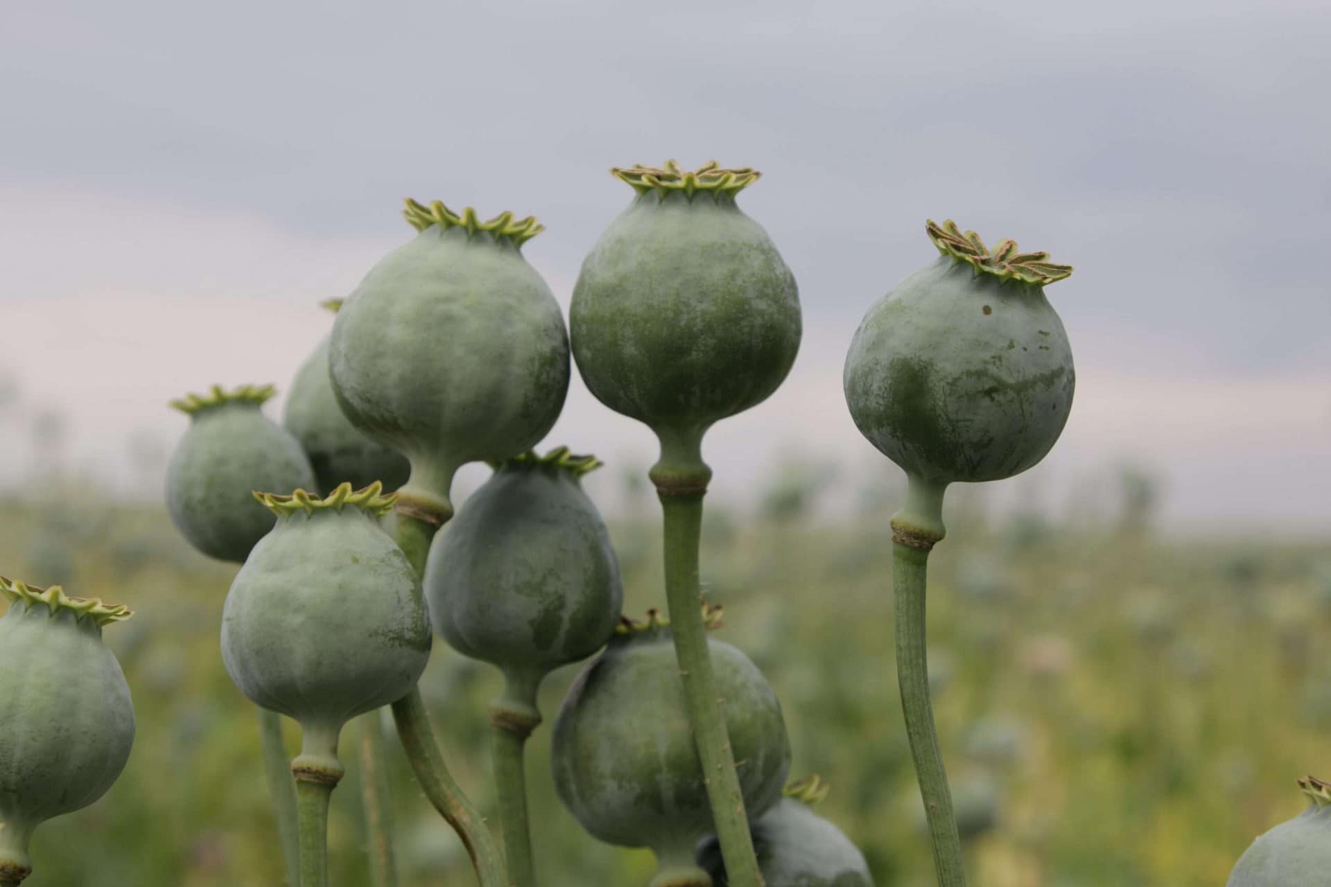 Jens-Vogel-Chbpbqyoyqk-Unsplash Poppy Plant Opioid Addiction