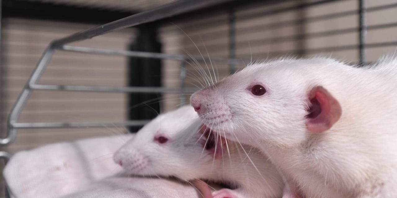 The Rat Park Study: What It Teaches Us About Addiction and What That Means for You 