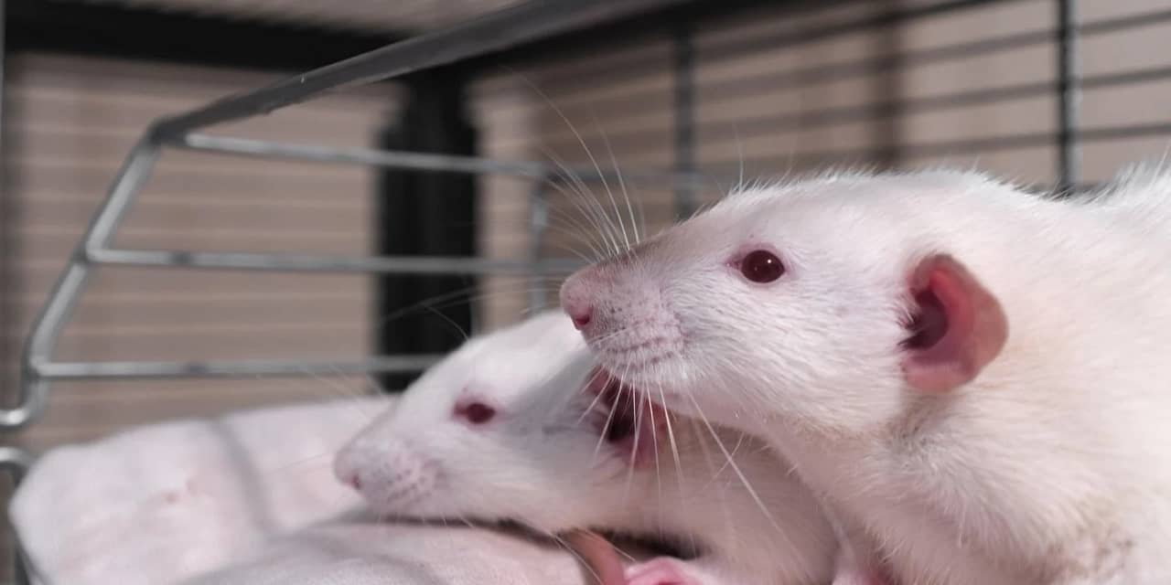 The Rat Park Study: What It Teaches Us About Addiction and What That Means for You 