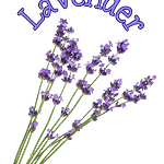 Lavender 1