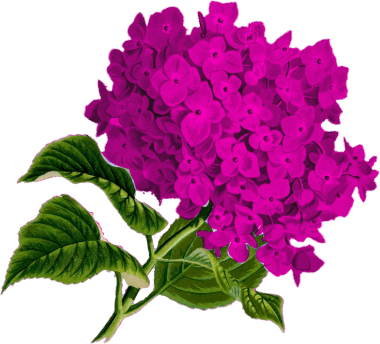 flower bouquet