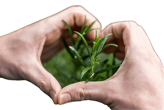 hand heart and herb