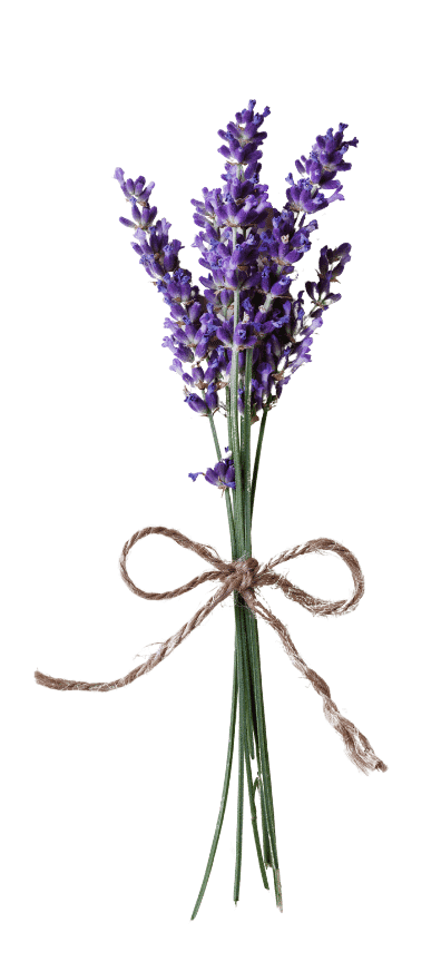 lavender