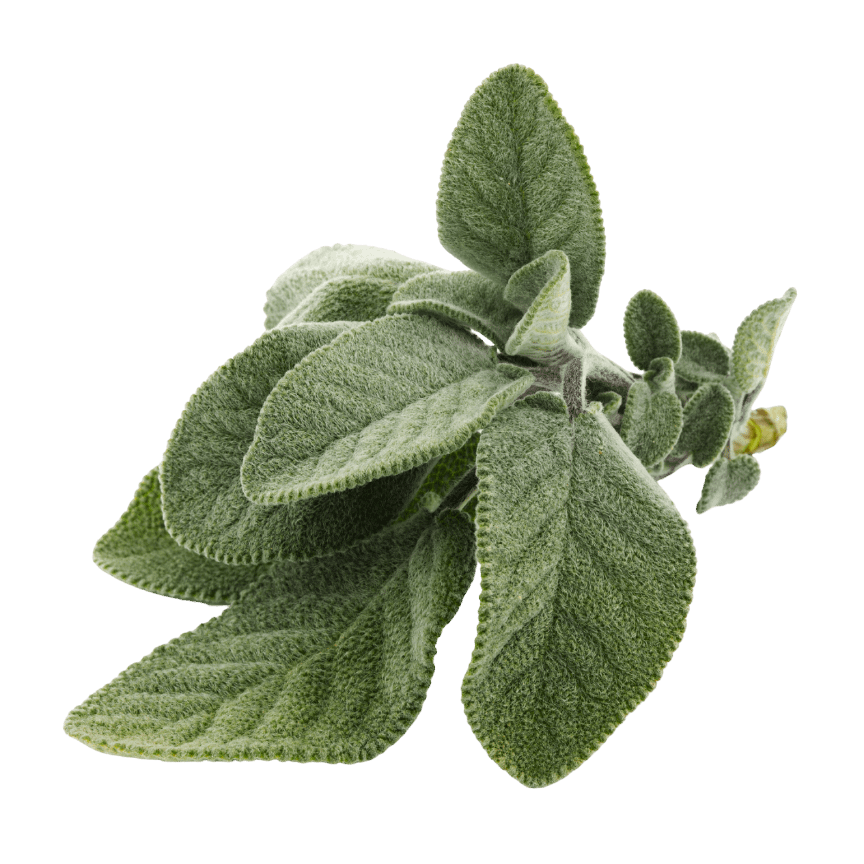 sage1