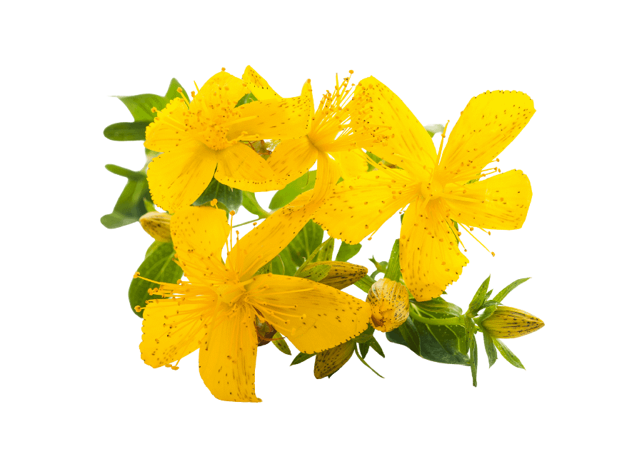 st johns wort 1