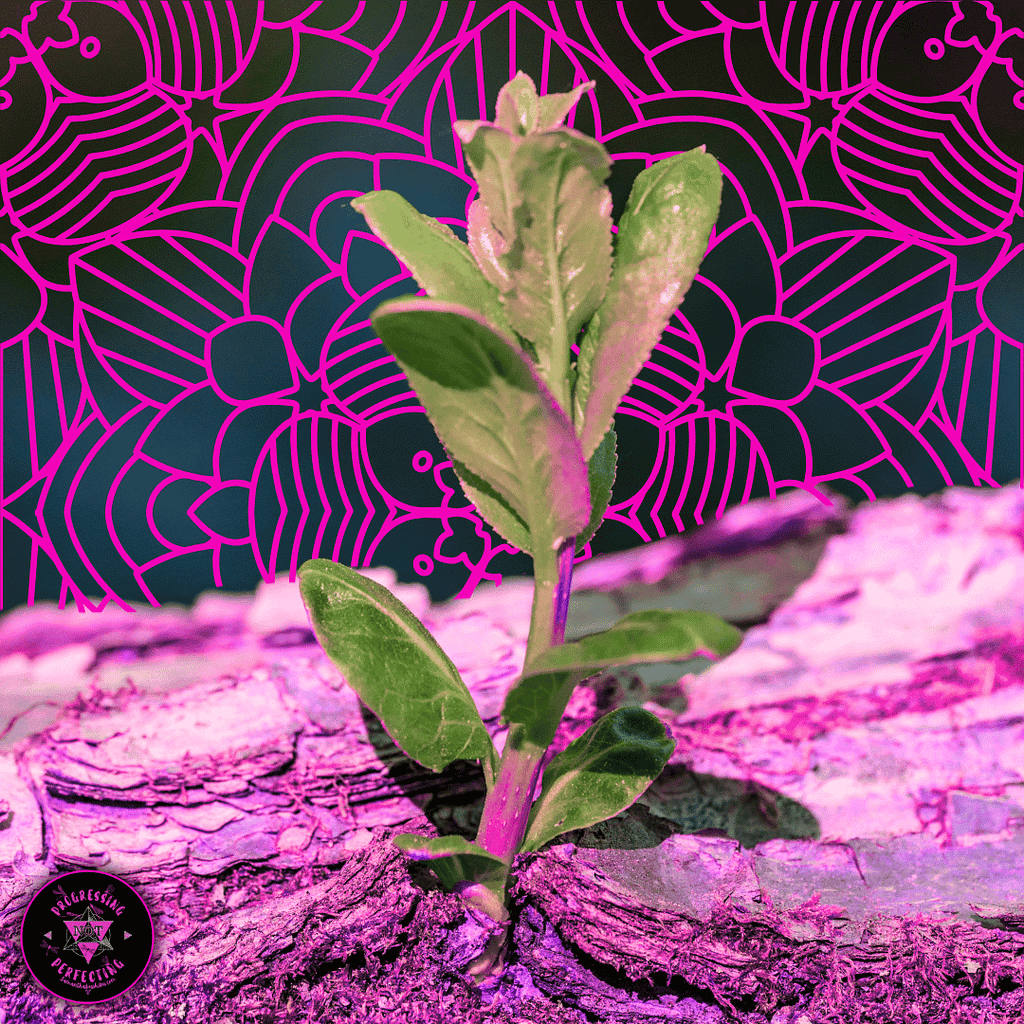 The Ember Theory Series — Part 3: Why You Feel Stuck (But You’re Actually Healing)