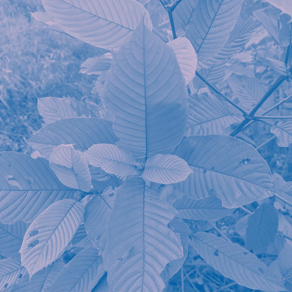 Kratom plant