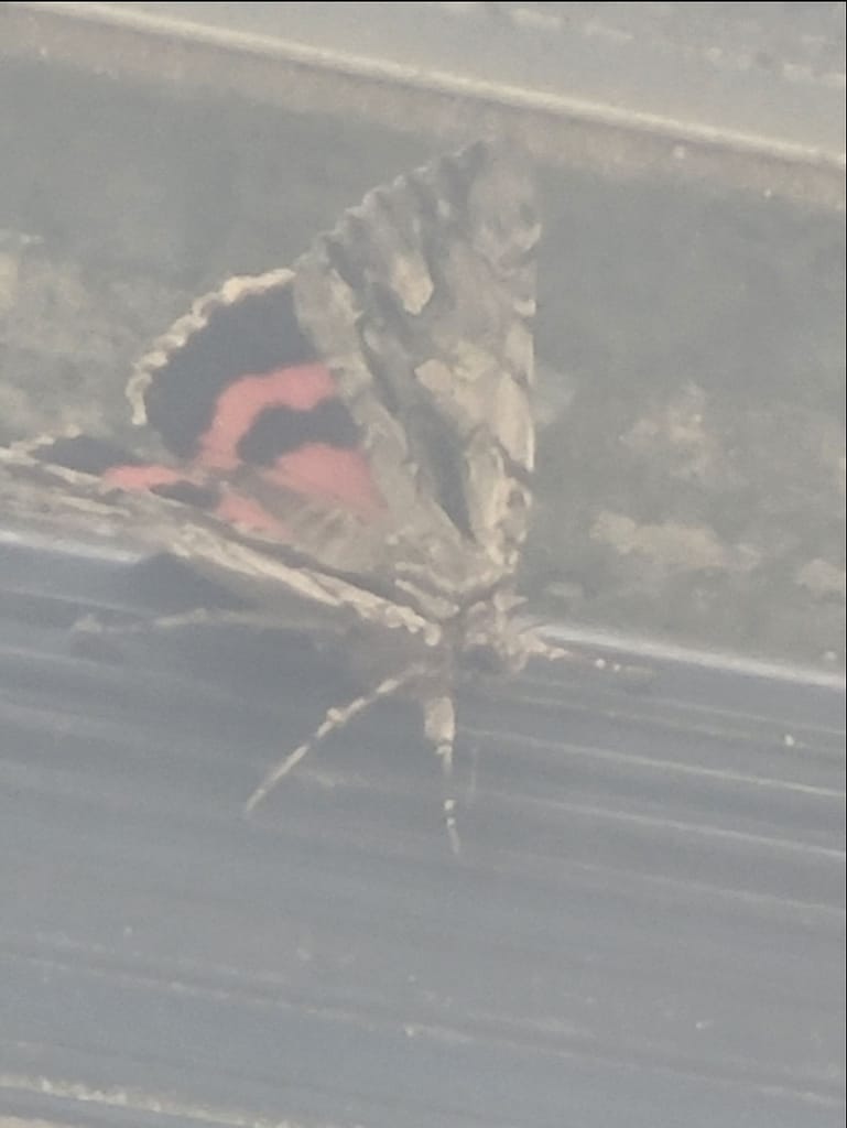 Spiritual journey My purple and red butterfly